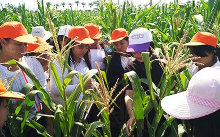 ޖަޕާނުން ދަނޑުވެރިކަން ކިޔެވުމުގެ ފުރުސަތު ހުޅުވާލައިފި