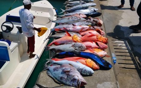 މަސްވެރިންގެ ދުވަސް ފާހަގަކުރަން ބާއްވާ ފަރުމަސްވެރިކަމުގެ މުބާރާތެއްގައި ބައިވެރިވާން ހުޅުވާލައިފި