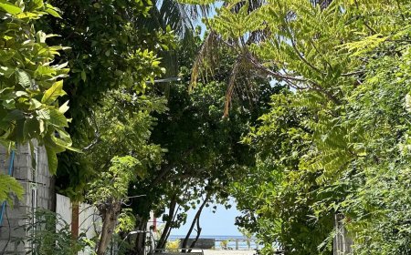 ކ.ގުރައިދޫގައި 4 މަހުގެ ކުއްޖަކު މަރާލާފައިވާ ކަމުގެ ތުހުމަތެއް!