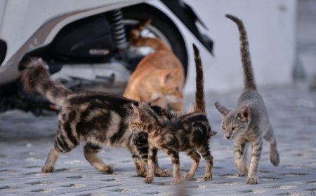 ކެޓް ޝެލްޓަރު، "އޮޅުހިޔާ" ފެސިލިޓީއަށް ބުޅާ ގެންދަން ފަށައިފި