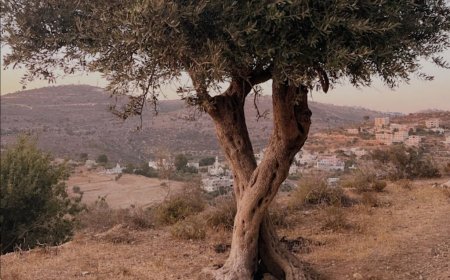 އެތައް ރަސޫލު ބޭކަލުންނެއް އެބިމަކަށް އުފަންވެވަޑައިގެން އަދި ފަސްދާނުލެވުނު ފަލަޞްޠީނުގެ މާތް ބިން ބީވާން ދޫކޮށްލަނީތޯ!