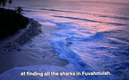 ދުނިޔޭގެ އެންމެބޮޑު ޓައިގަރ ޝަރކްގެ އާބާދީ އާއެކު  ފުވައްމުލައް ނެޓްފްލިކްސްގައި ފީނަނީ