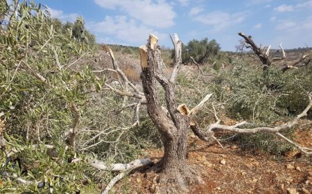 ހިފާފައިވާ ހުޅަނގު އައްސޭރީގެ ވިލެޖަކުން 3000 ޒައިތޫނިގަސް ޔަހޫދީ ސިފައިން ނައްތާލައިފި