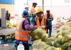 Import-Export Revenue Hits MVR 325 Million in December