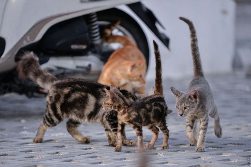 ޖަނަވާރުންނަށް އިހާނެތިކޮށް ހިތާނަމަ ބޮޑެތި ޖޫރިމަނާތަކެއް ކުރަނީ