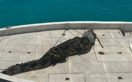 ޅ. އަތޮޅުން ފެނުނު 5 ފޫޓުގެ ކިނބުލެއް ސިފައިންނާ ހަވާލުކޮށްފި