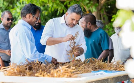 މަހެއްގެ މައްޗަށް 63 ޓަނުގެ މޫދުވިނަ ރާއްޖެއިން ބޭރަށް އެކްސްޕޯޓް ކުރޭ!