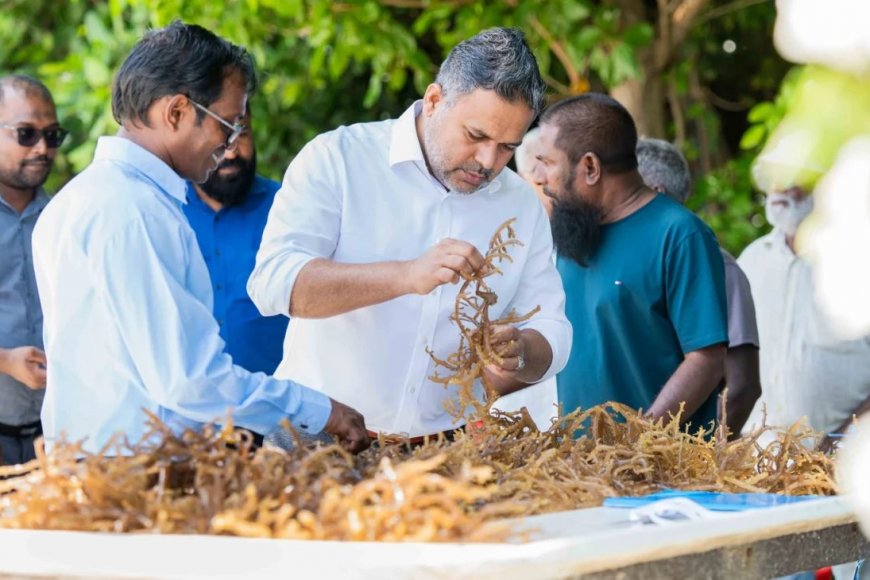 މަހެއްގެ މައްޗަށް 63 ޓަނުގެ މޫދުވިނަ ރާއްޖެއިން ބޭރަށް އެކްސްޕޯޓް ކުރޭ!