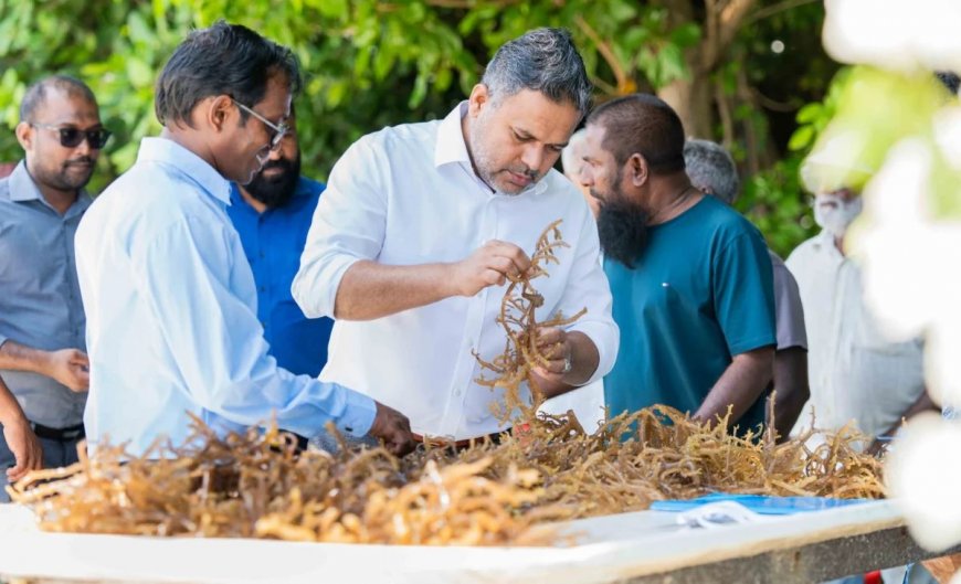 މަހެއްގެ މައްޗަށް 63 ޓަނުގެ މޫދުވިނަ ރާއްޖެއިން ބޭރަށް އެކްސްޕޯޓް ކުރޭ!
